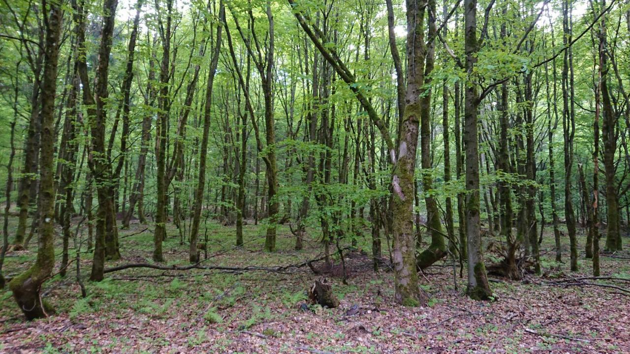 Haus Hasenmueller Apartman Schmiedefeld am Rennsteig Kültér fotó